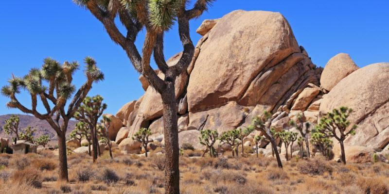 Casa De Frank Apartment Joshua Tree Exterior photo